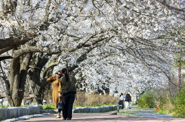 괴산군 청안면 벚꽃나무 길에서 나들이객들이 사진을 찍으며 봄 추억을 담고 있다.