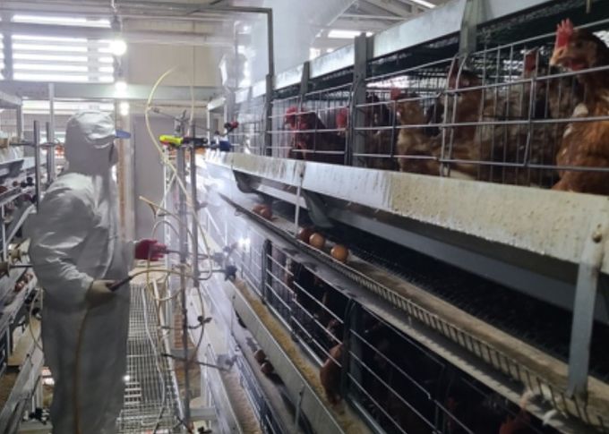 닭 진드기 방제