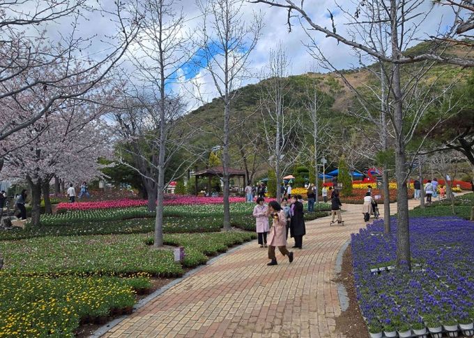 독봉산웰빙공원, 수만 송이 봄꽃전시 한창
