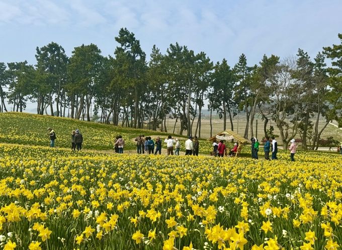 2026 섬 수선화 축제장 전경
