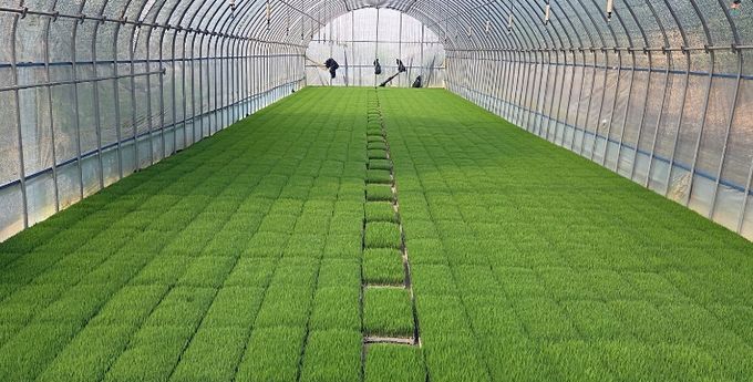 정읍시, 벼 안전육묘를 위한 발아율 사전 확인 당부