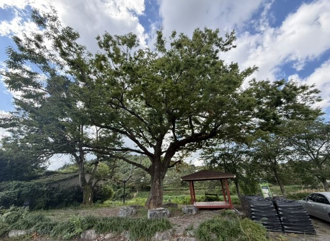 화순군 관내 보호수