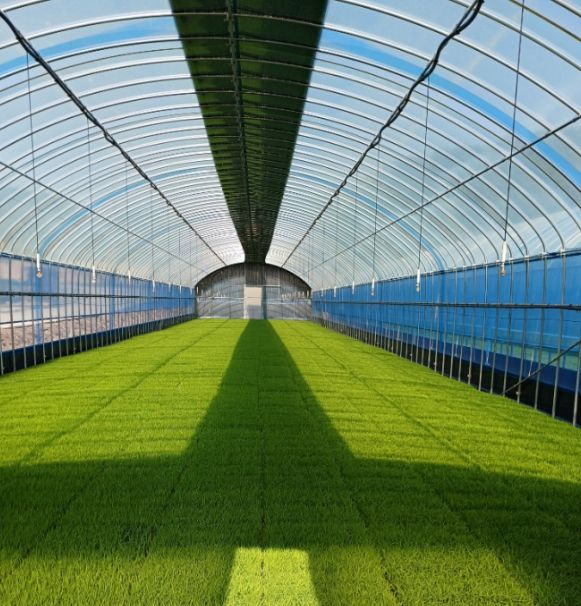 진안군, 벼 안전육묘 관리 강화