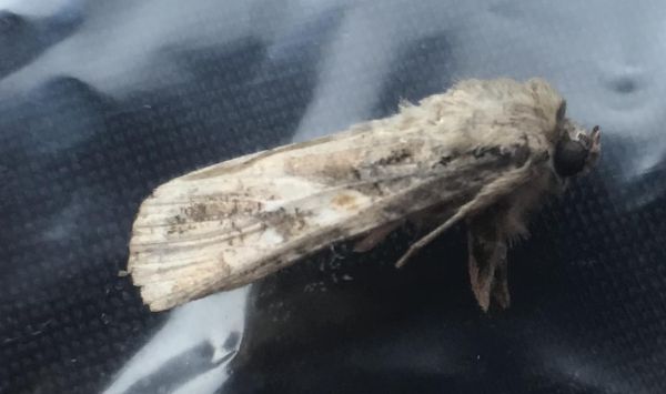 열대거세미나방(2022)