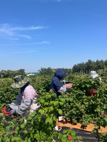 복분자 수확현장