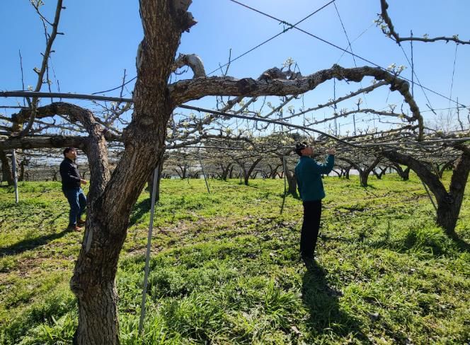 과수화상병 예방 적기 방제.