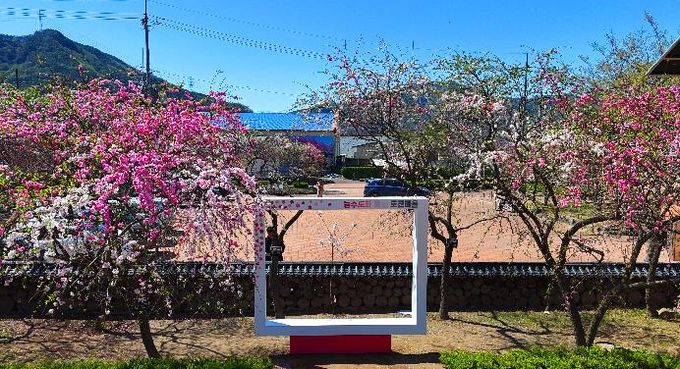 고령군 봄빛 머금은 도진마을, 삼색도화로 봄 정취 물씬