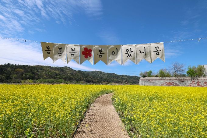 황룡강생태정원 꽃단지