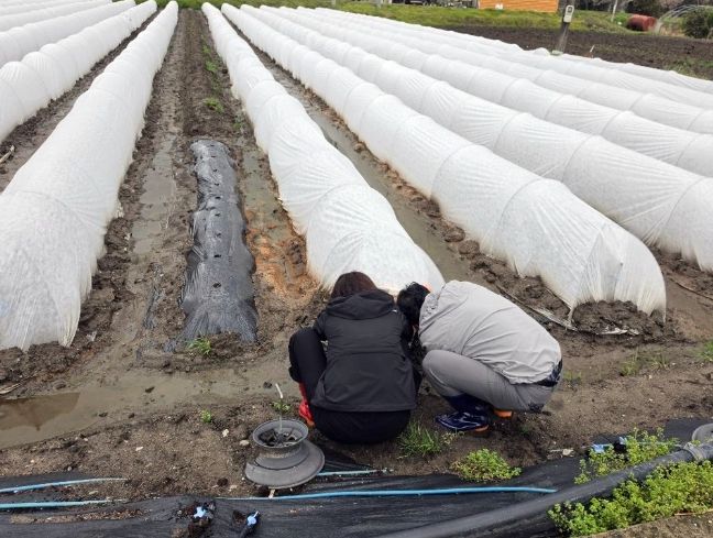 고추 조기 정식 농가에 저온 피해 예방 당부