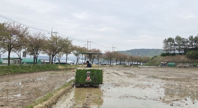 진주시, 올해 첫 모내기 실시