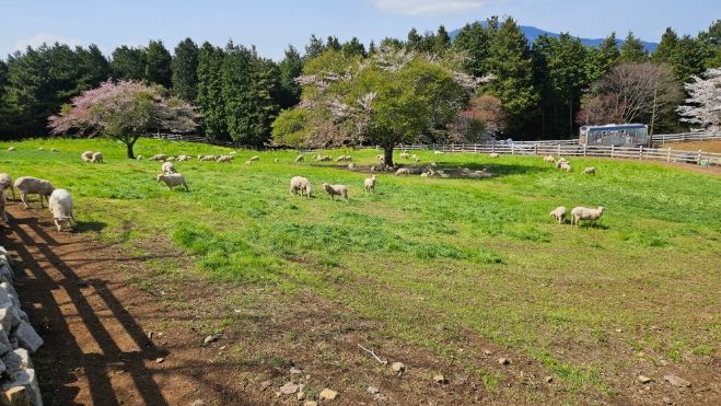 방목생태축산농장(상상양떼)