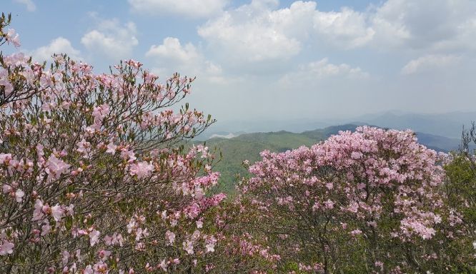 ‘제18회 화학산 고산 철쭉제’ 개최