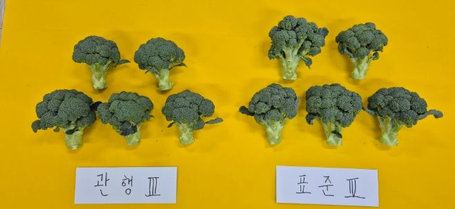 좌-농가관행, 우-표준시비