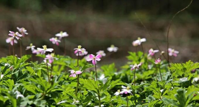 구례 남바람꽃 개화, 올해도 성황리 마무리