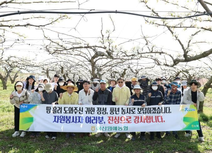 아산시의회 의장과 사무국 직원들이 법곡동 일원 배 농가 찾아 인공수분 작업을 도우며 봉사활동을 펼치고 있다.